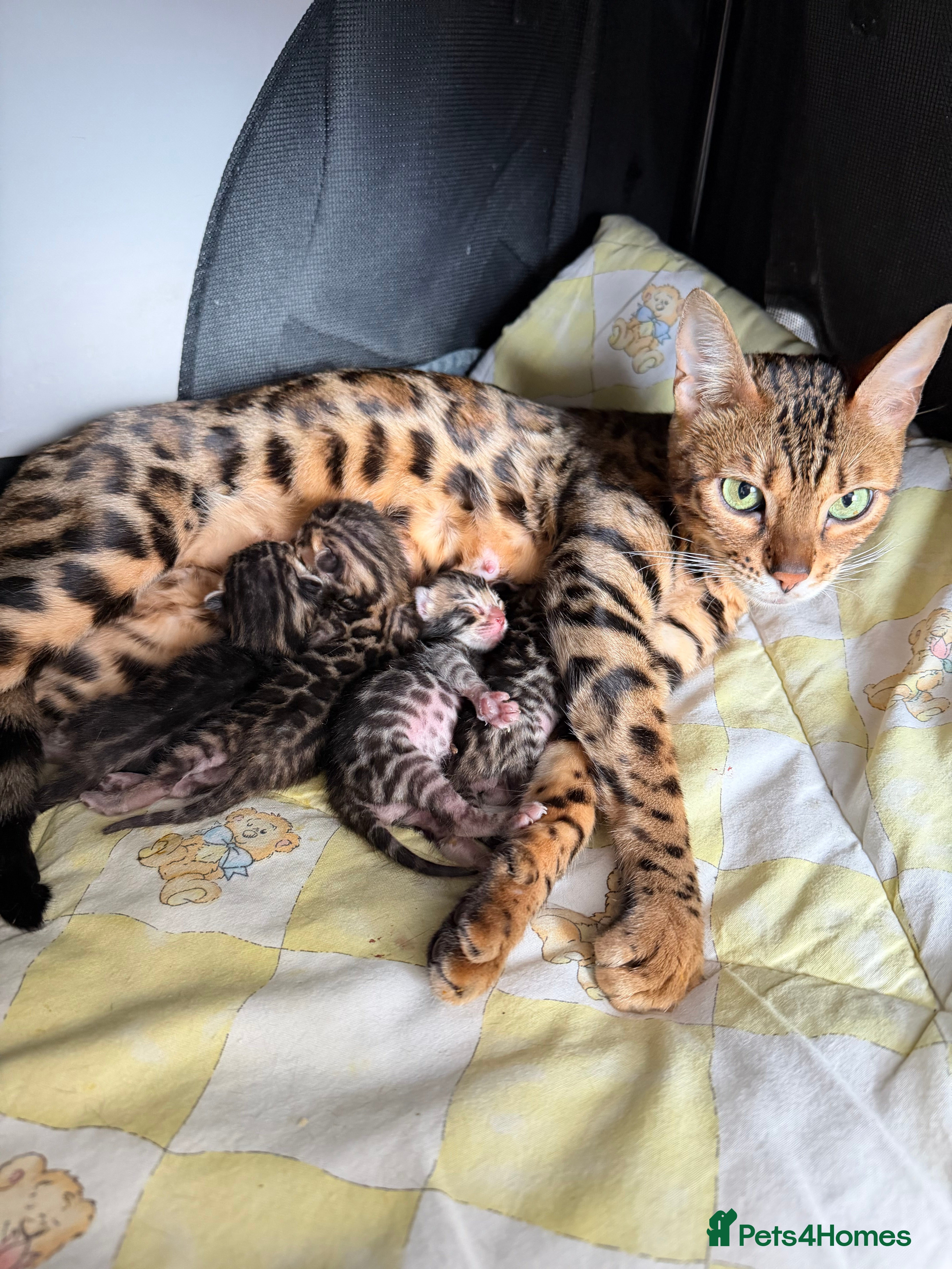 Bengal cats Beautiful Bengal Kittens Available for Reservation - Advert 1