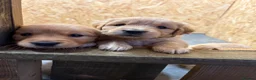 Golden Retriever dogs for sale: Stunning KC Golden Retriever Pups READY NOW - Advert 16