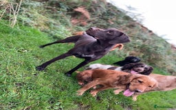 German Shorthaired Pointer dogs for sale: Stunning KC German Shorthaired Pointer Puppies - Image 22