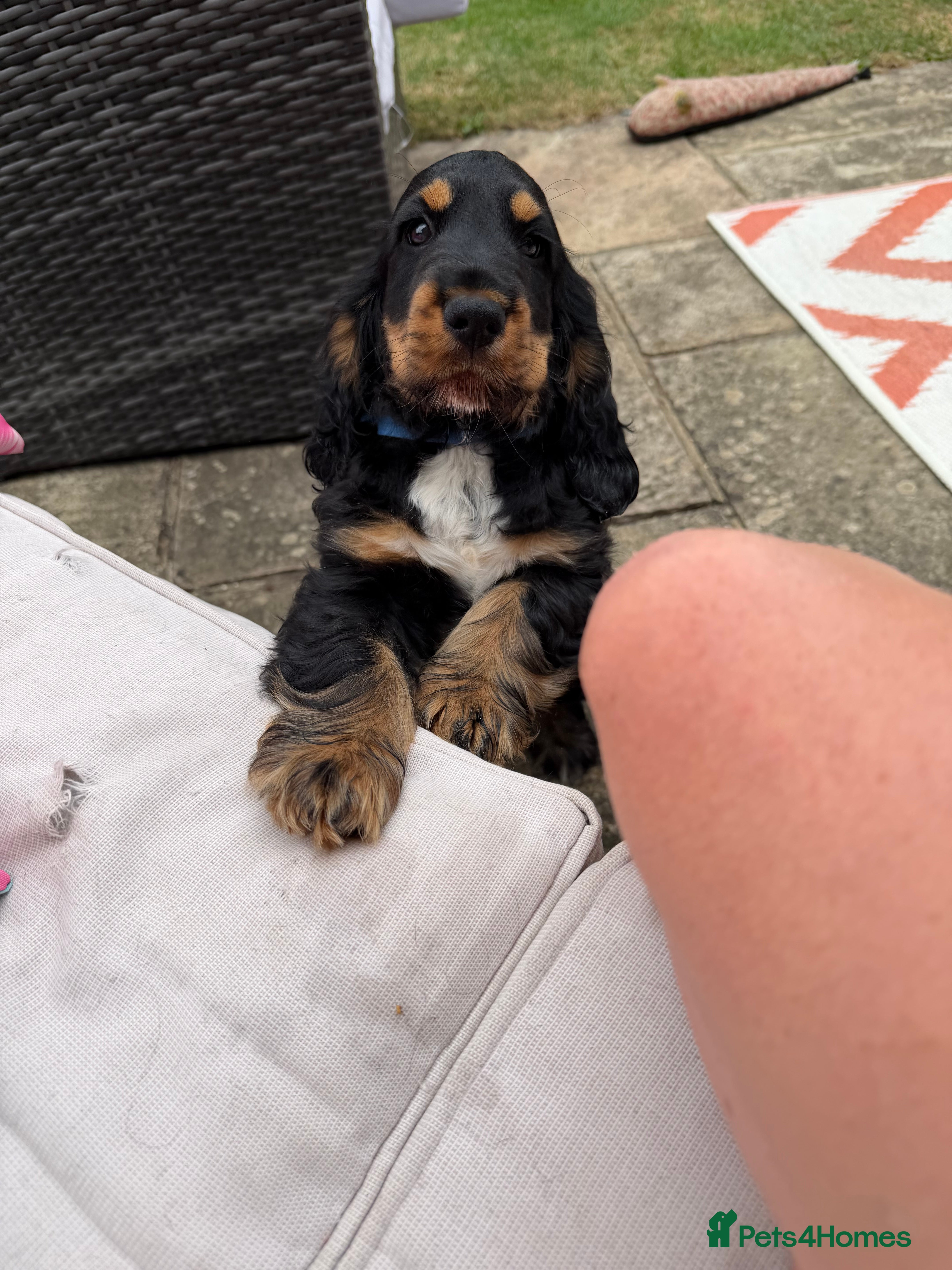 Cocker Spaniel dogs Last remaining Stunning KC registered Show Cocker  - Advert 2