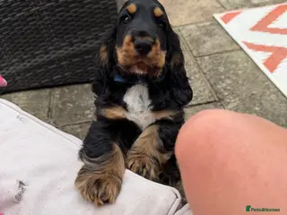 Cocker Spaniel dogs Last remaining Stunning KC registered Show Cocker - Advert 2