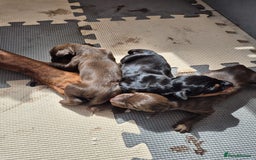 Dobermann dogs for sale: Stunning Dobermann puppies in Nottingham - Image 12