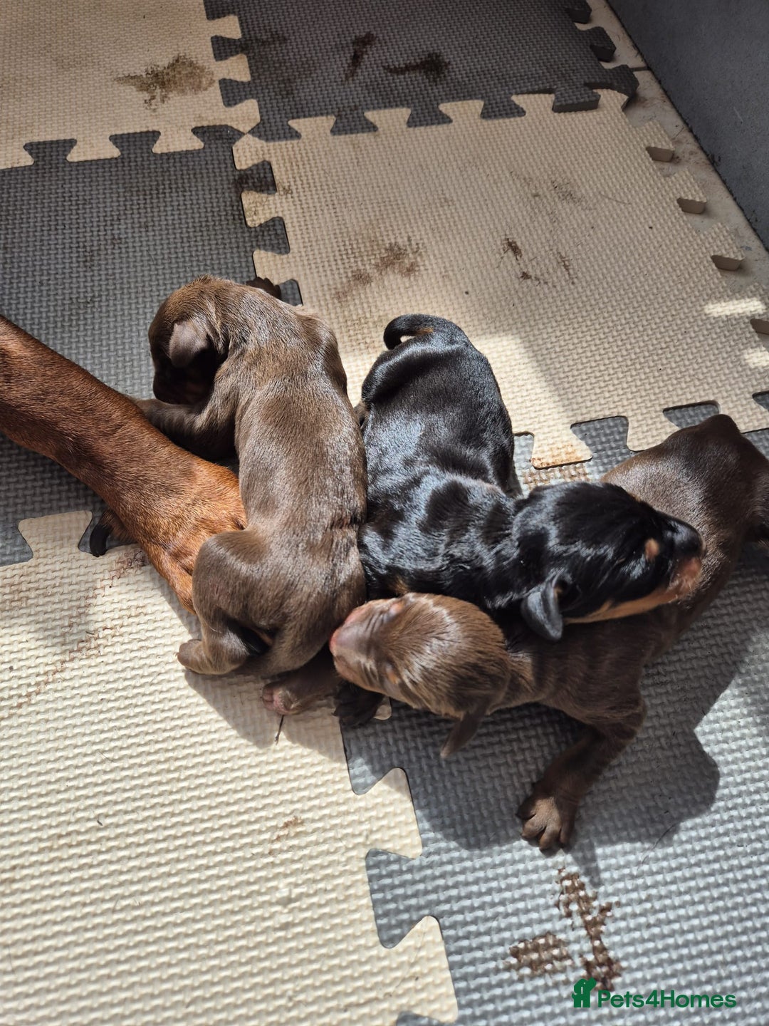 Dobermann dogs for sale: Stunning Dobermann puppies in Nottingham - Image 12