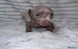 Miniature Dachshund dogs for sale: kc miniature dachshunds  - Image 8