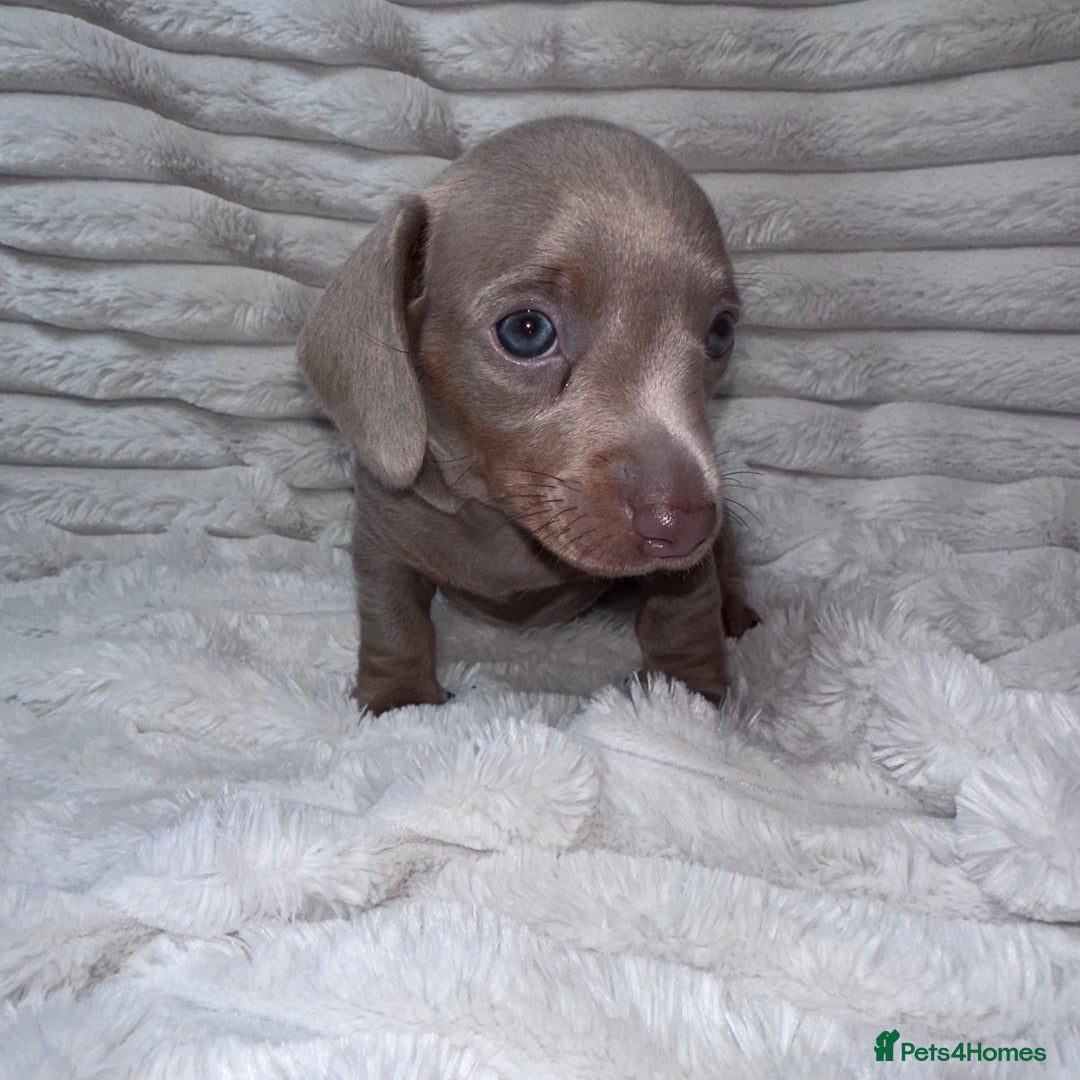 Miniature Dachshund dogs for sale: kc miniature dachshunds  - Image 8