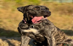 Presa Canario dogs for sale: 7 month female presa canario - Image 3