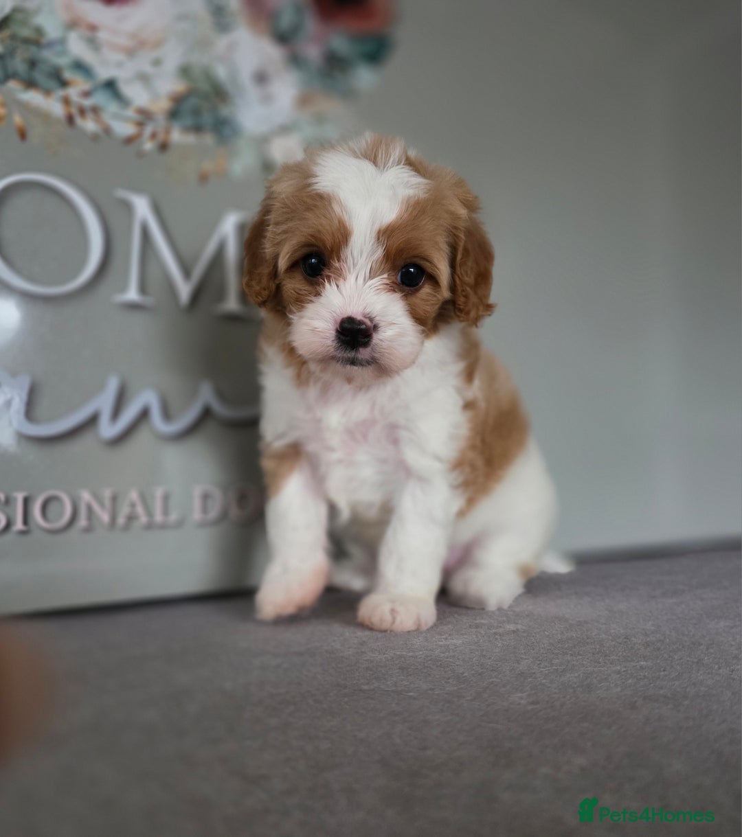 Cavapoo dogs for sale: Blenhiem cavapoo puppies  - Image 9