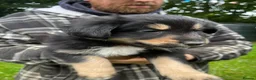 Mixed Breed dogs for sale: Collie x huntaway  - Advert 4