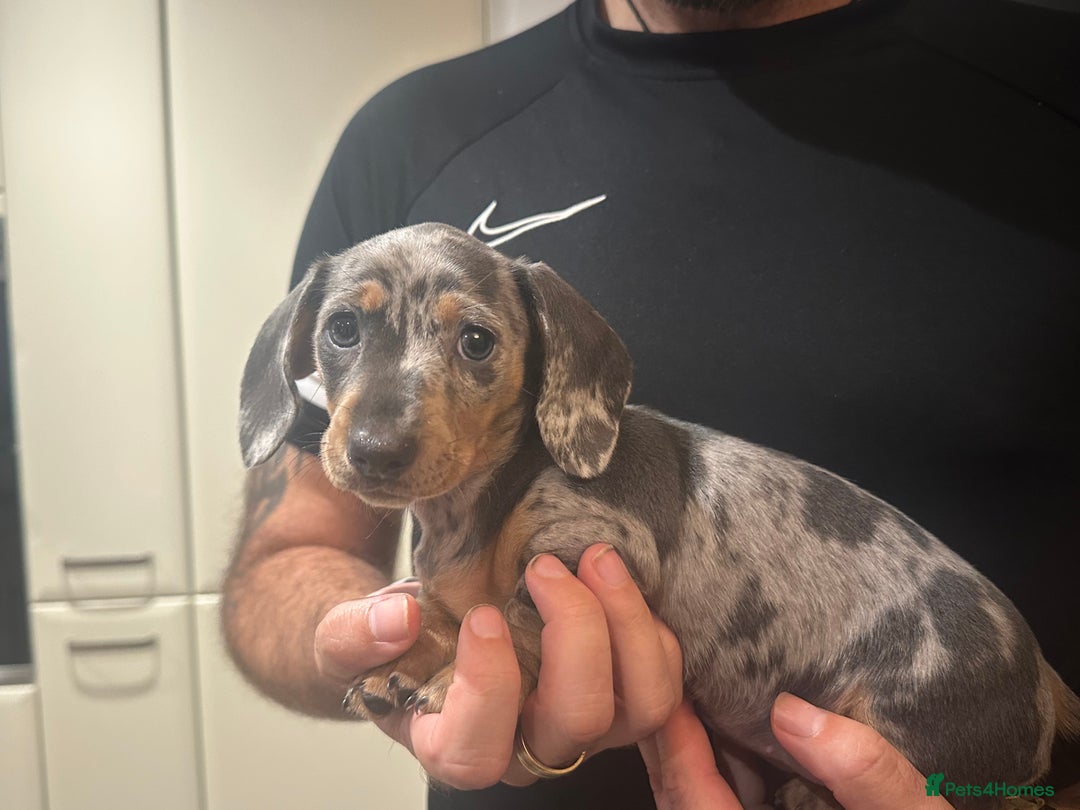 Miniature Dachshund dogs for sale: Little Legs, Big Hearts, Miniature Dachshunds x - Image 11
