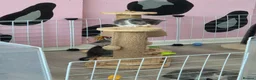 British Shorthair cats for sale: British shorthair cross kittens. Silver striped - Advert 8