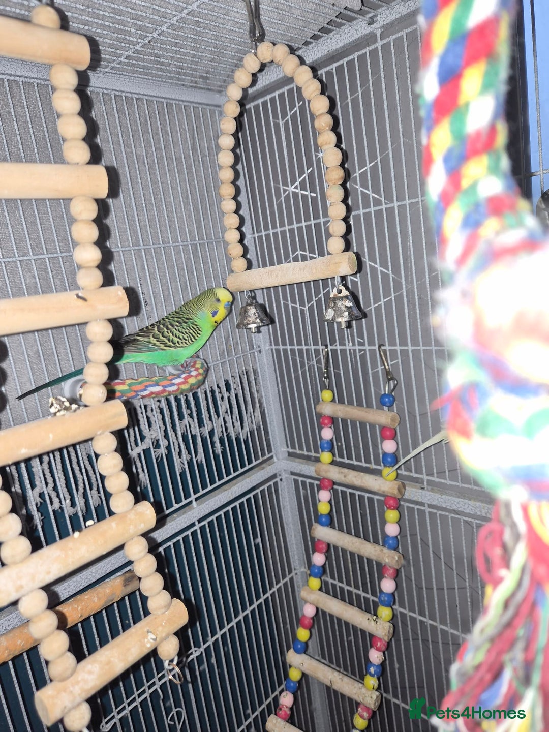 Budgerigars birds for sale: Reboming my budgies with set up - Advert 2