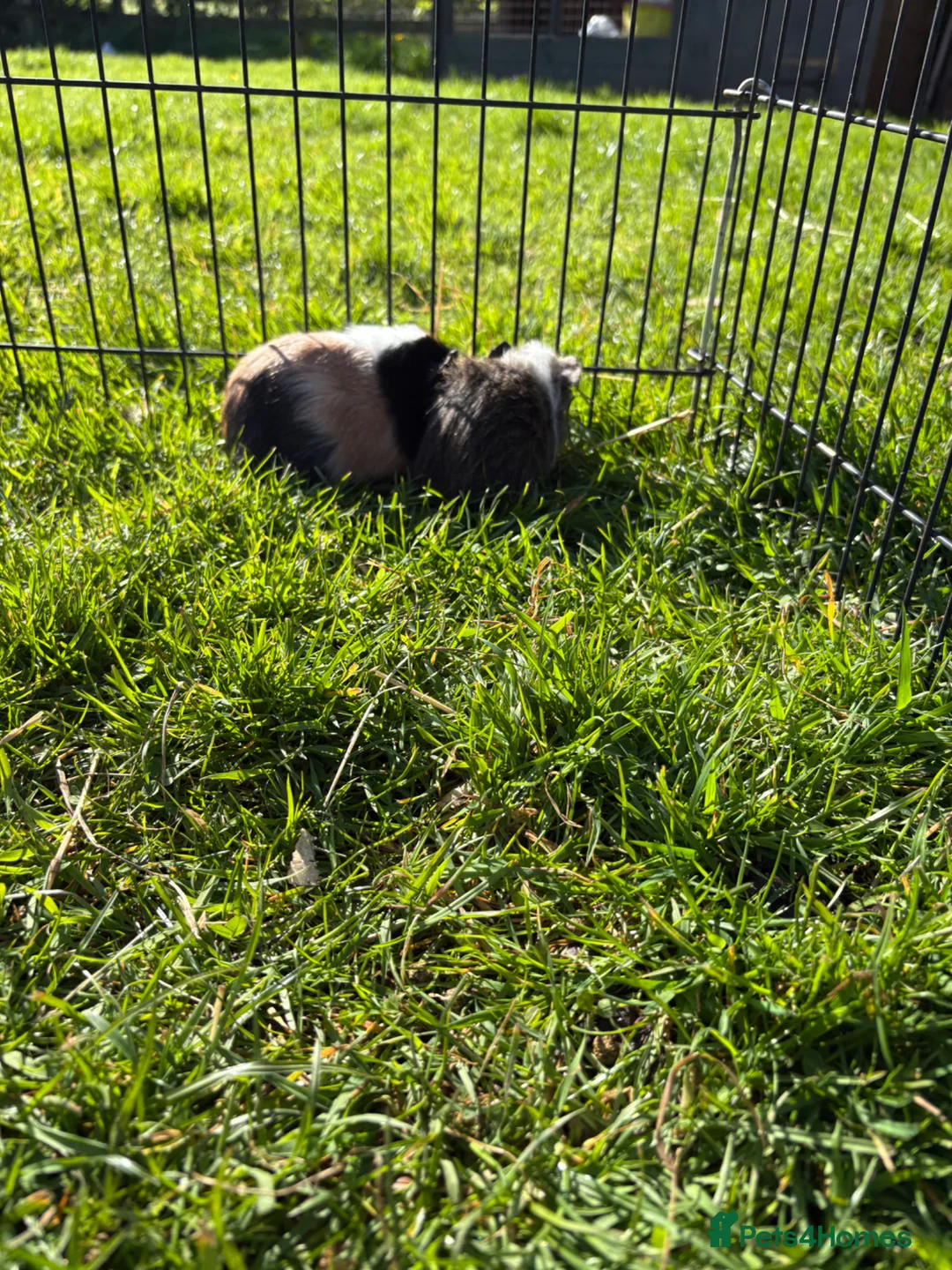Guinea Pig rodents for sale: Beautiful well handled babies  - Advert 20