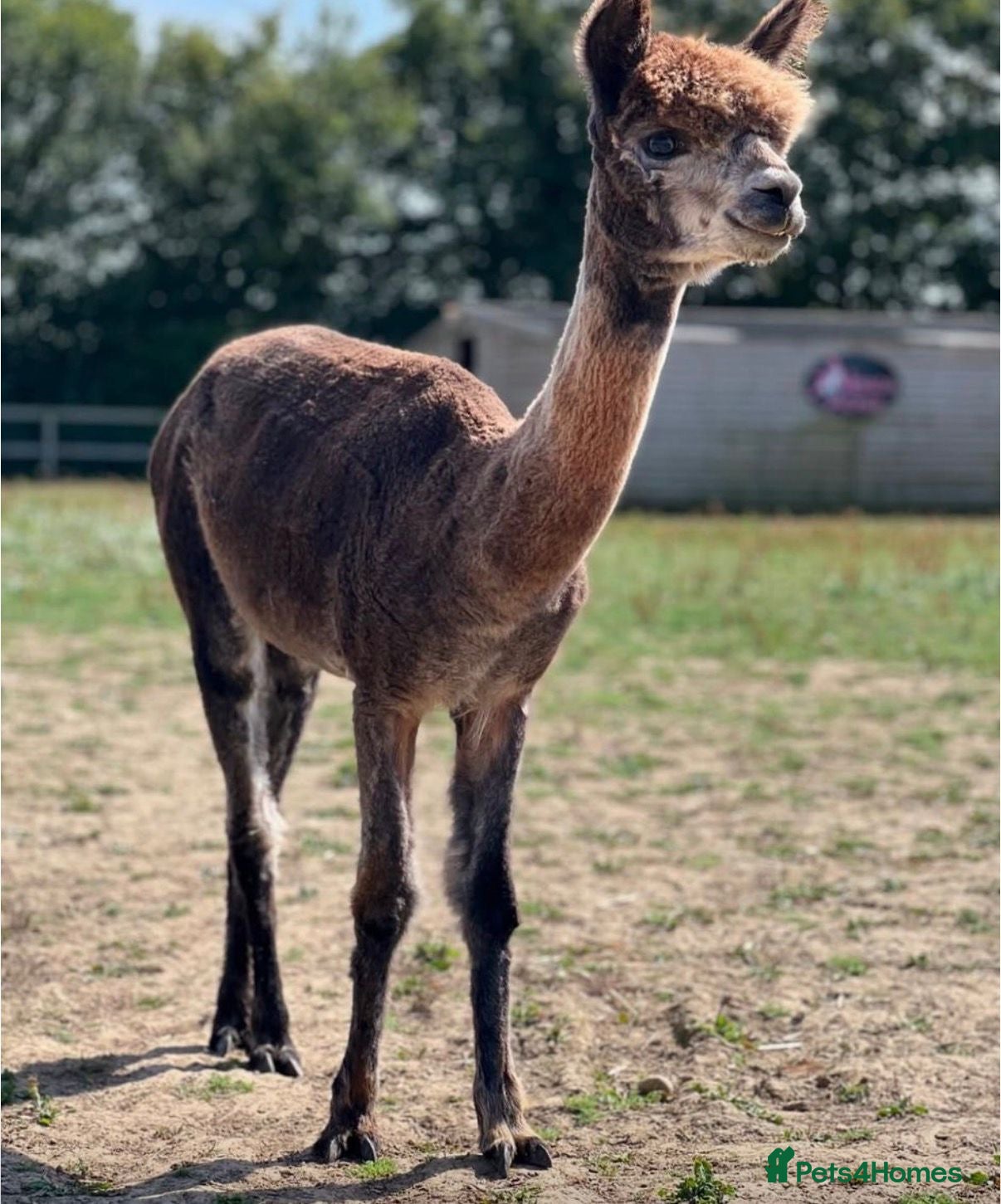 Alpaca livestock Registered Breeding Female Coloured Alpacas  - Advert 1