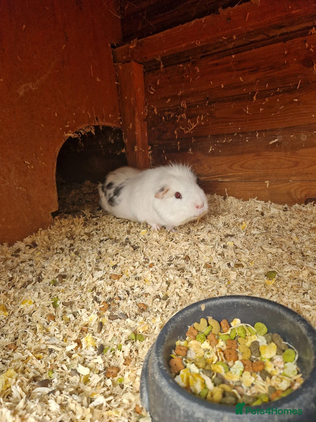 Guinea Pig rodents for sale: 2 male ginuea pigs in Bristol - Advert 1