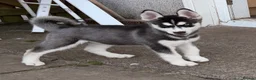 Siberian Husky dogs for sale: Siberian Husky Puppies  - Advert 9
