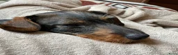 Dachshund dogs for sale: 2yr old female (Teckel) wire-haired Dachshund  - Advert 3