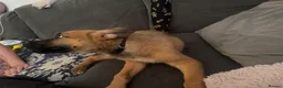 Mixed Breed dogs for sale: German Shepherd cross lurcher puppies  - Advert 2