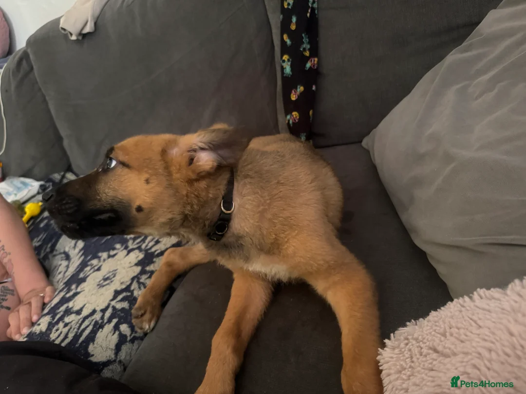 Mixed Breed dogs for sale: German Shepherd cross lurcher puppies  - Advert 2