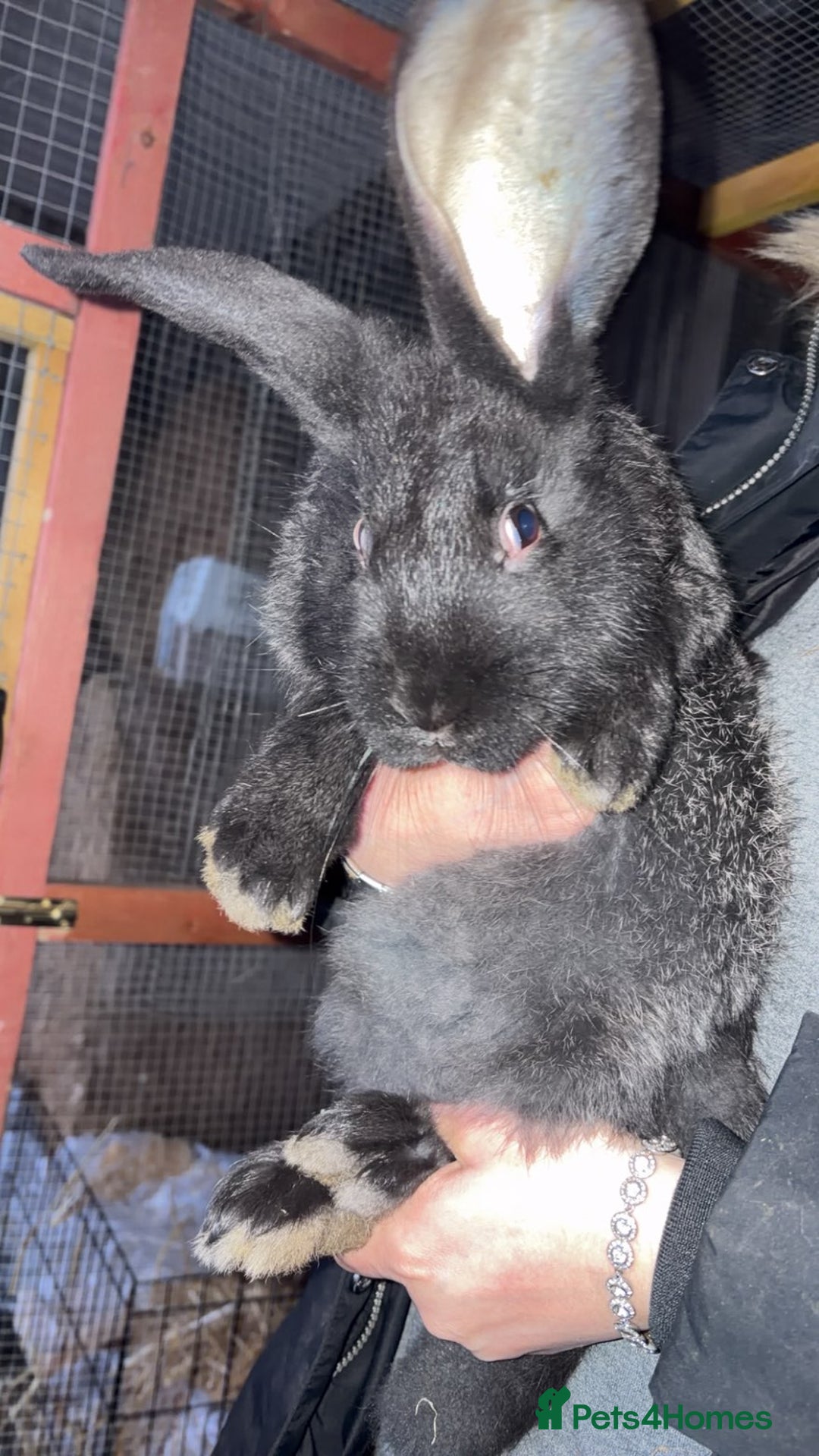 Continental Giant rabbits for sale: Continental giant babies  - Advert 5