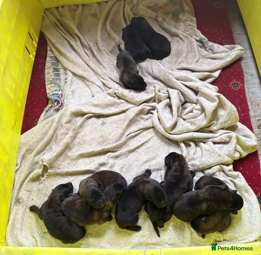 Mixed Breed dogs for sale: Dutch herder x German Shepherd pups - Image 4