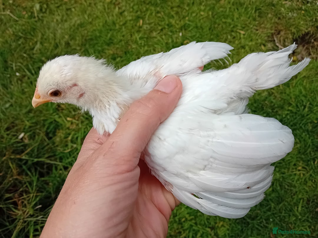 Chickens poultry for sale: Beautiful Tame Serama Trio - Handled Daily - Image 11