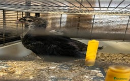Hens poultry for sale: Black Croad Langshans for sale in Bolton  - Image 1