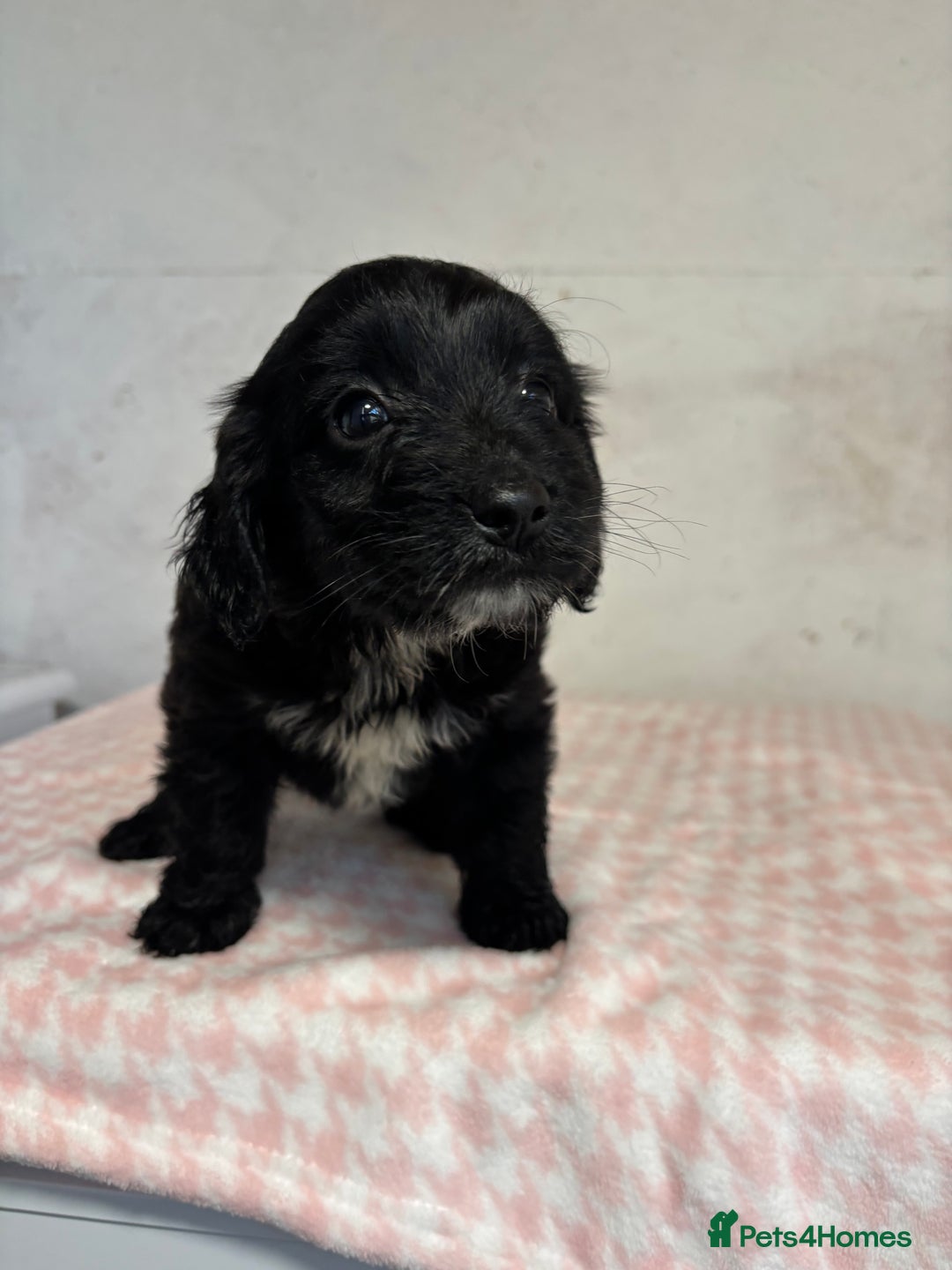 Cockapoo dogs for sale: 🎅Beautiful Cockapoo puppies🐶 - Advert 8