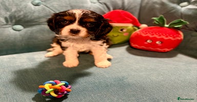 Cavalier King Charles Spaniel dogs Gorgeous KC Cavalier King Charles Spaniel Puppies - Advert 10