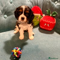 Cavalier King Charles Spaniel dogs Gorgeous KC Cavalier King Charles Spaniel Puppies - Advert 10
