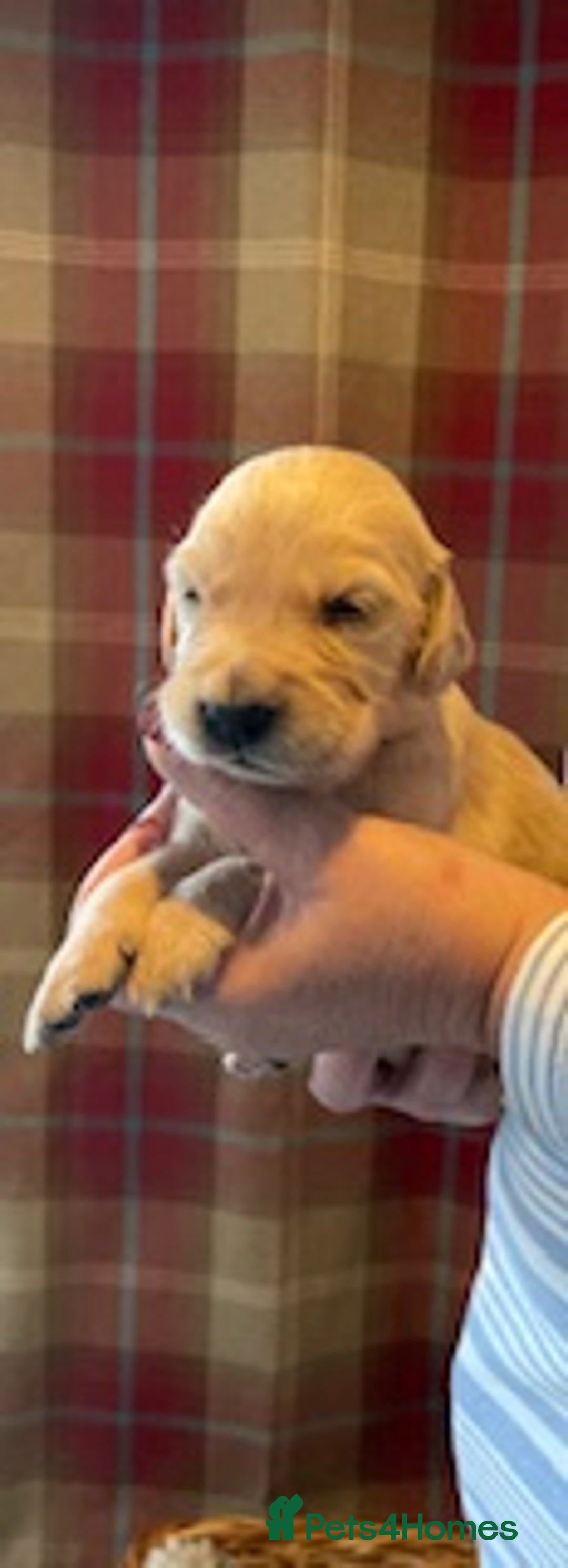 Golden Retriever dogs for sale: Beautiful Litter of Golden Retriever Puppies  - Advert 9