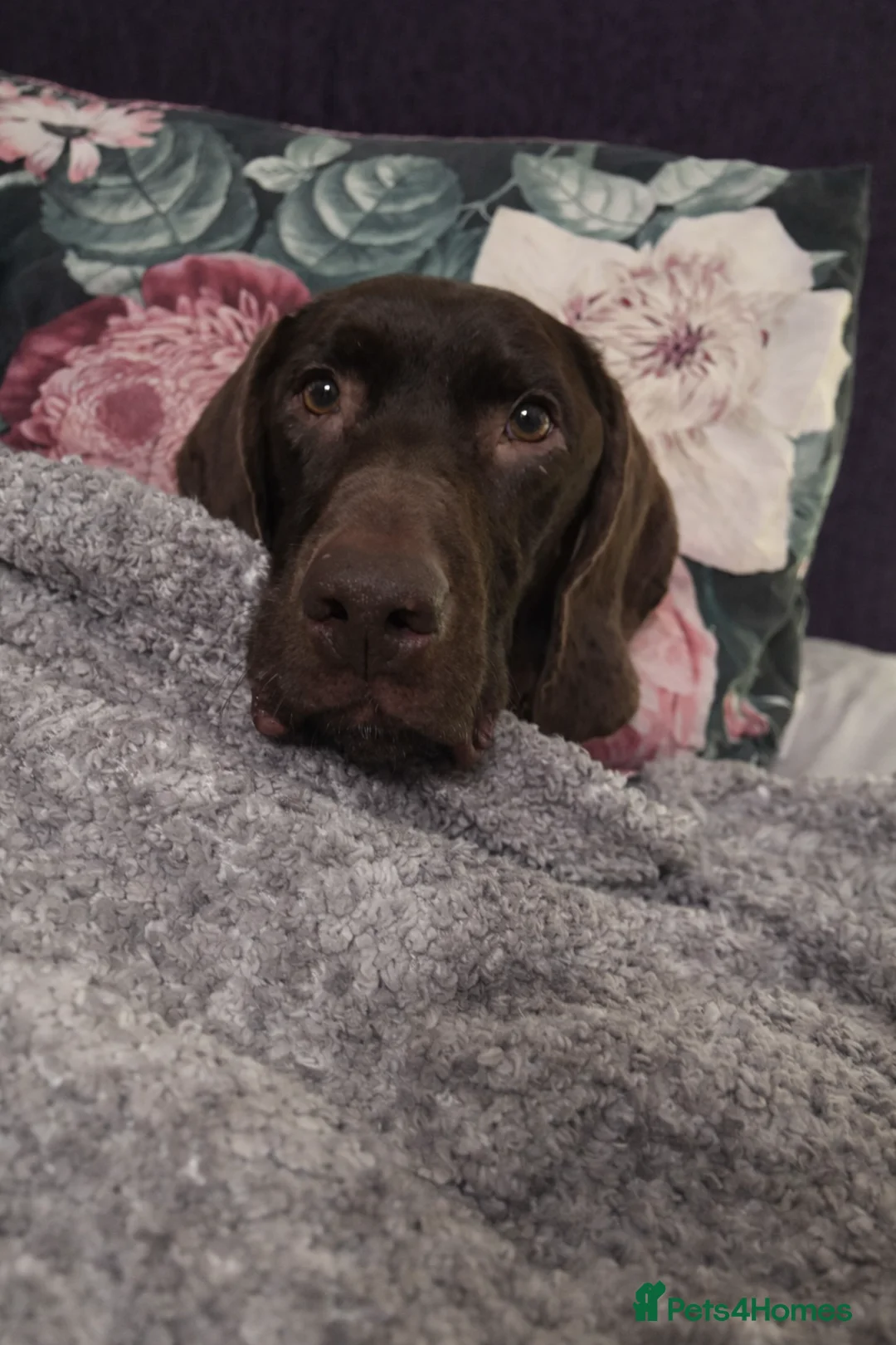 Mixed Breed dogs for adoption: Wilson Goofy Pointer x Looking for Forever Home in Bideford - Advert 2