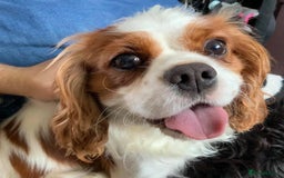 Cavalier King Charles Spaniel dogs for stud: Fully health tested proven Kc reg, multi gen clear in Wrexham - Image 1