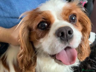 Cavalier King Charles Spaniel dogs in Wrexham - Advert 2