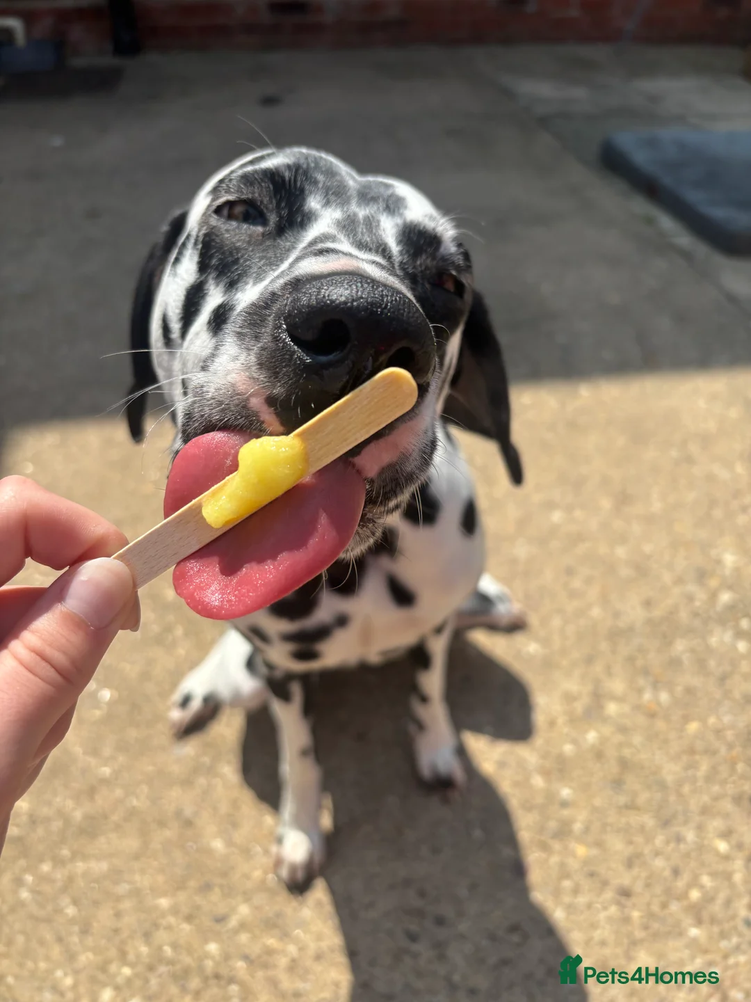 Dalmatian dogs for sale: KC Registered Dalmatian Pups Due 18th March - Advert 8