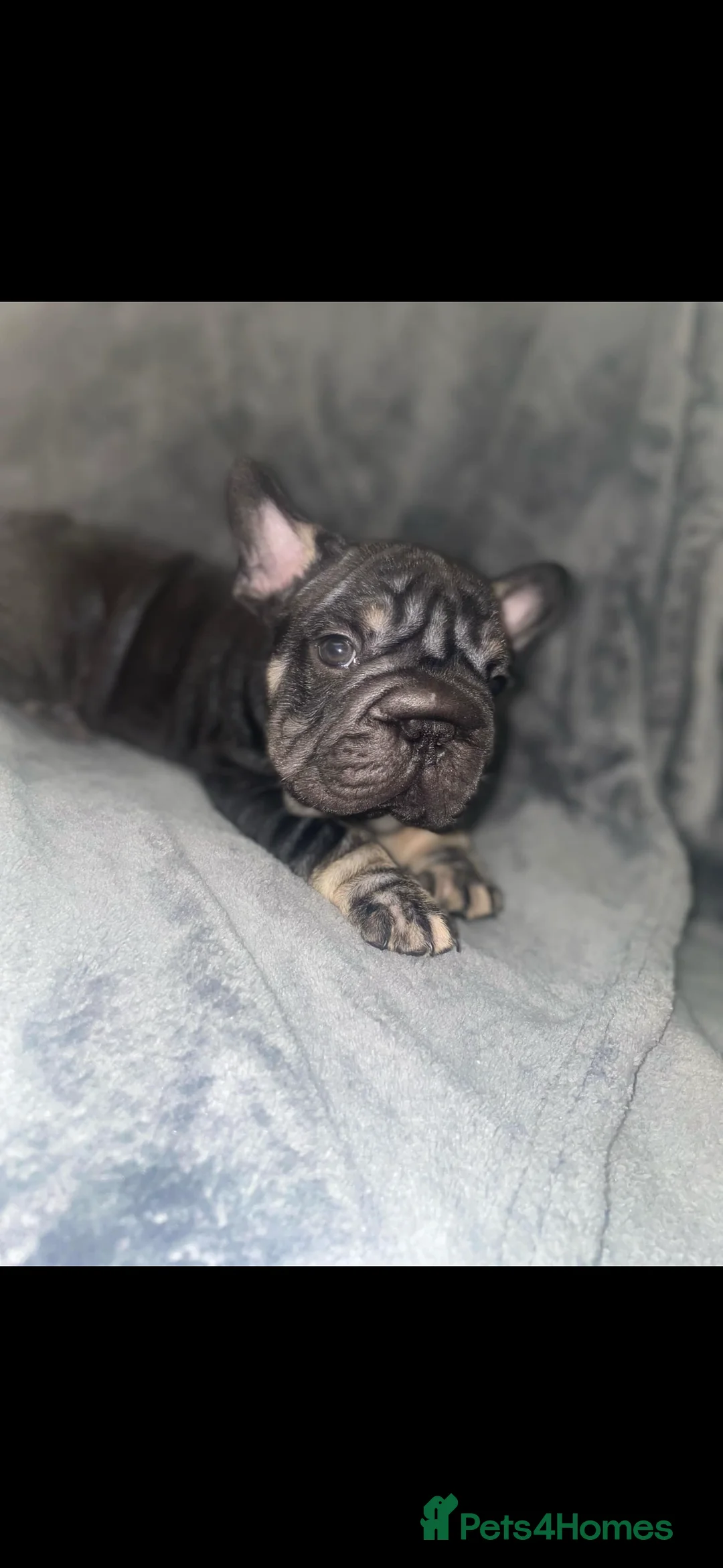 French Bulldog dogs for stud: french bulldog fluffy carrier in Birkenhead - Advert 9