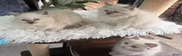 Ragdoll cats for sale: 🏆Sired by Imperial Grand Champion TICA REGISTERED - Advert 6