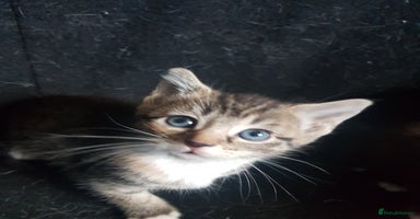 Mixed Breed cats - Advert 5