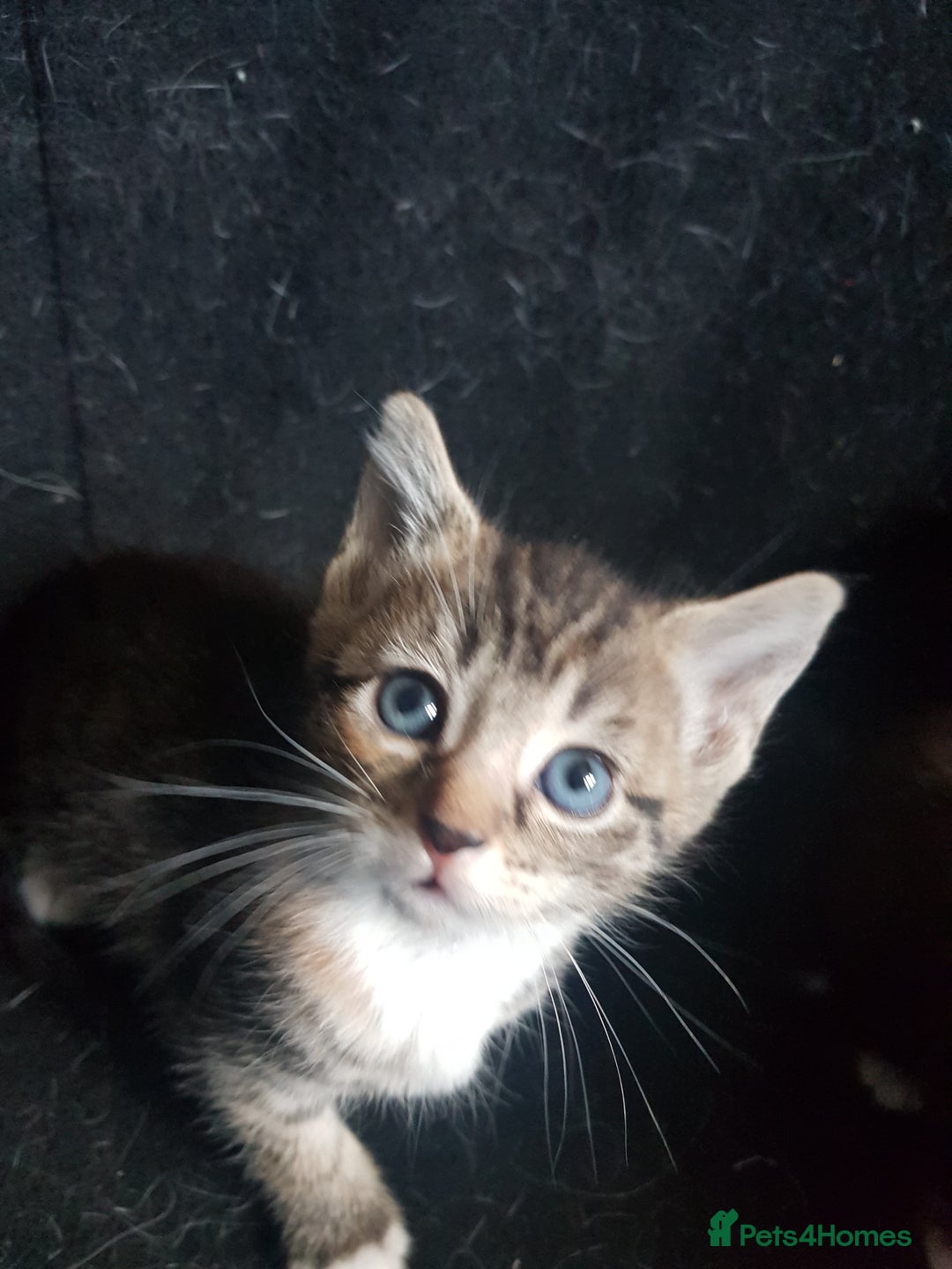 Mixed Breed cats for sale: 3 beautiful female kittens  - Image 3