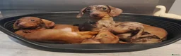 Miniature Dachshund dogs for sale: 4 beautiful miniture dachshunds. - Advert 3