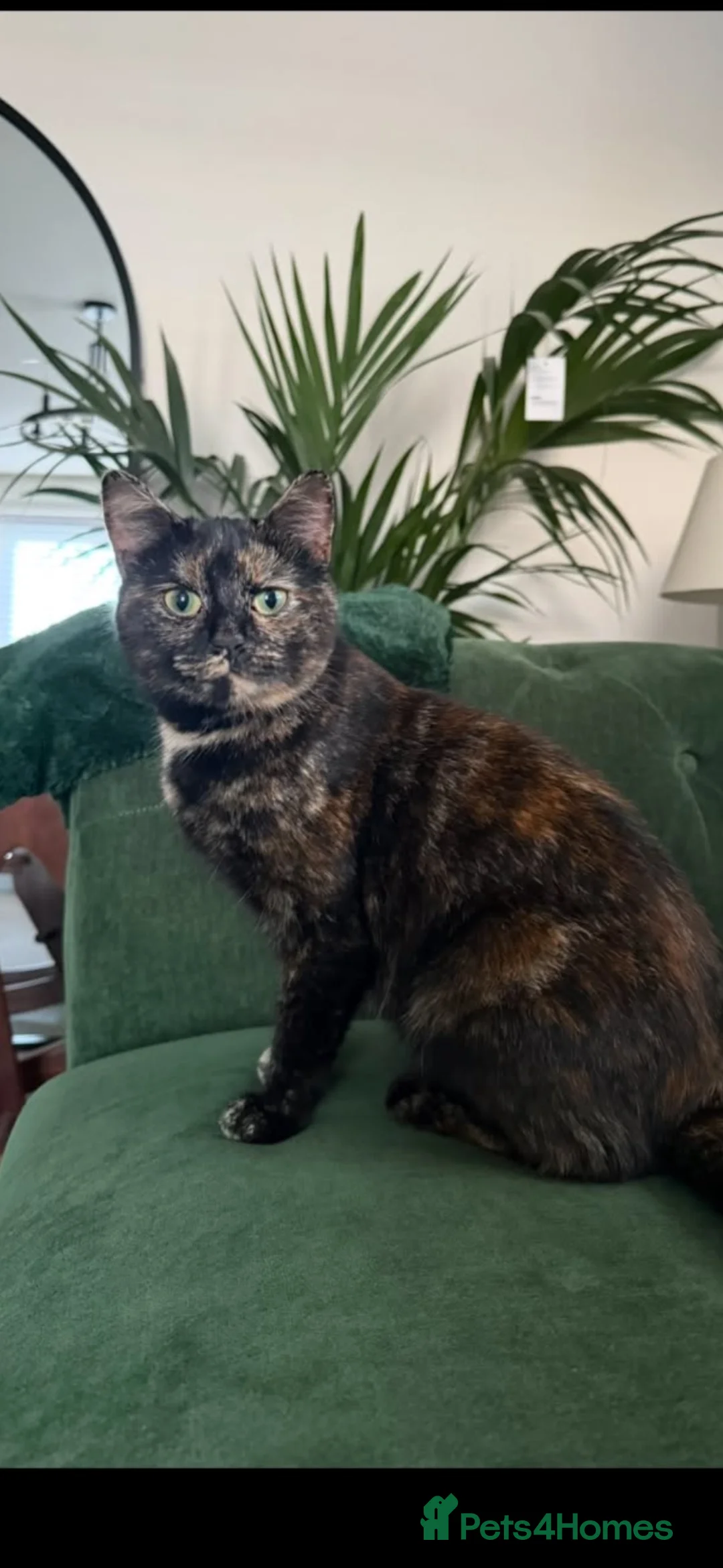 Mixed Breed cats for sale: Maple 2 years old cat so loving  in Worksop - Advert 2
