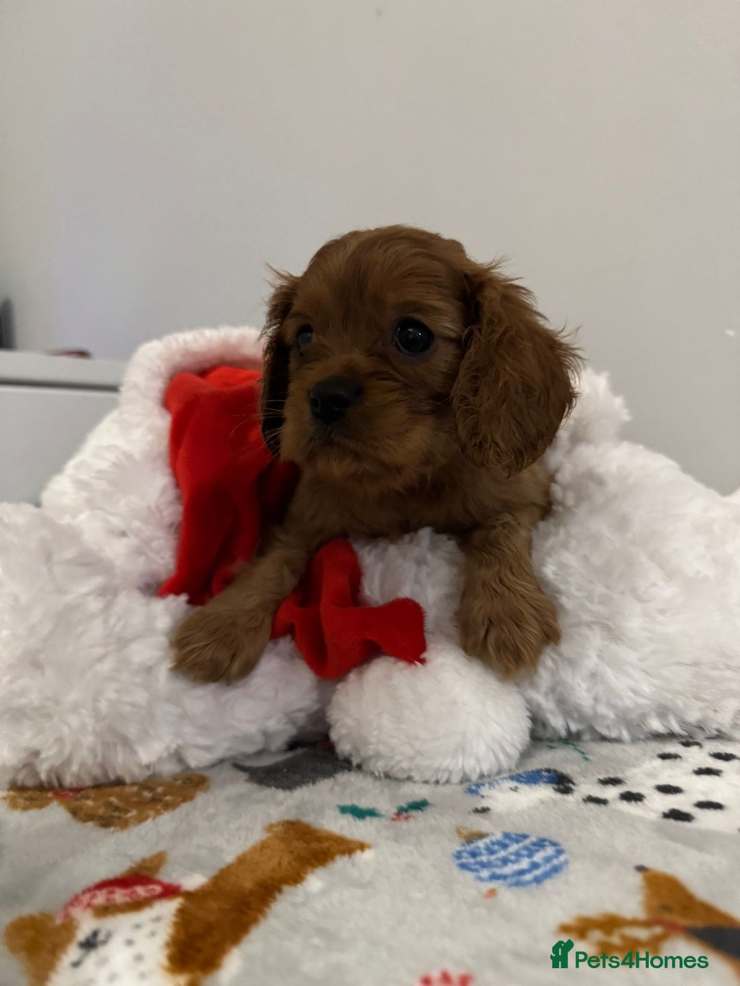 Cavalier King Charles Spaniel dogs for sale: Cavalier King Charles Spaniel Pups KC Reg - Advert 15