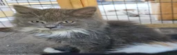 Persian cats for sale: Lovley half perian  - Advert 4