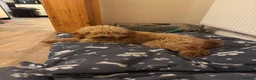 Miniature Poodle dogs for sale: 10 month old Golden Poodles in Hull - Advert 2