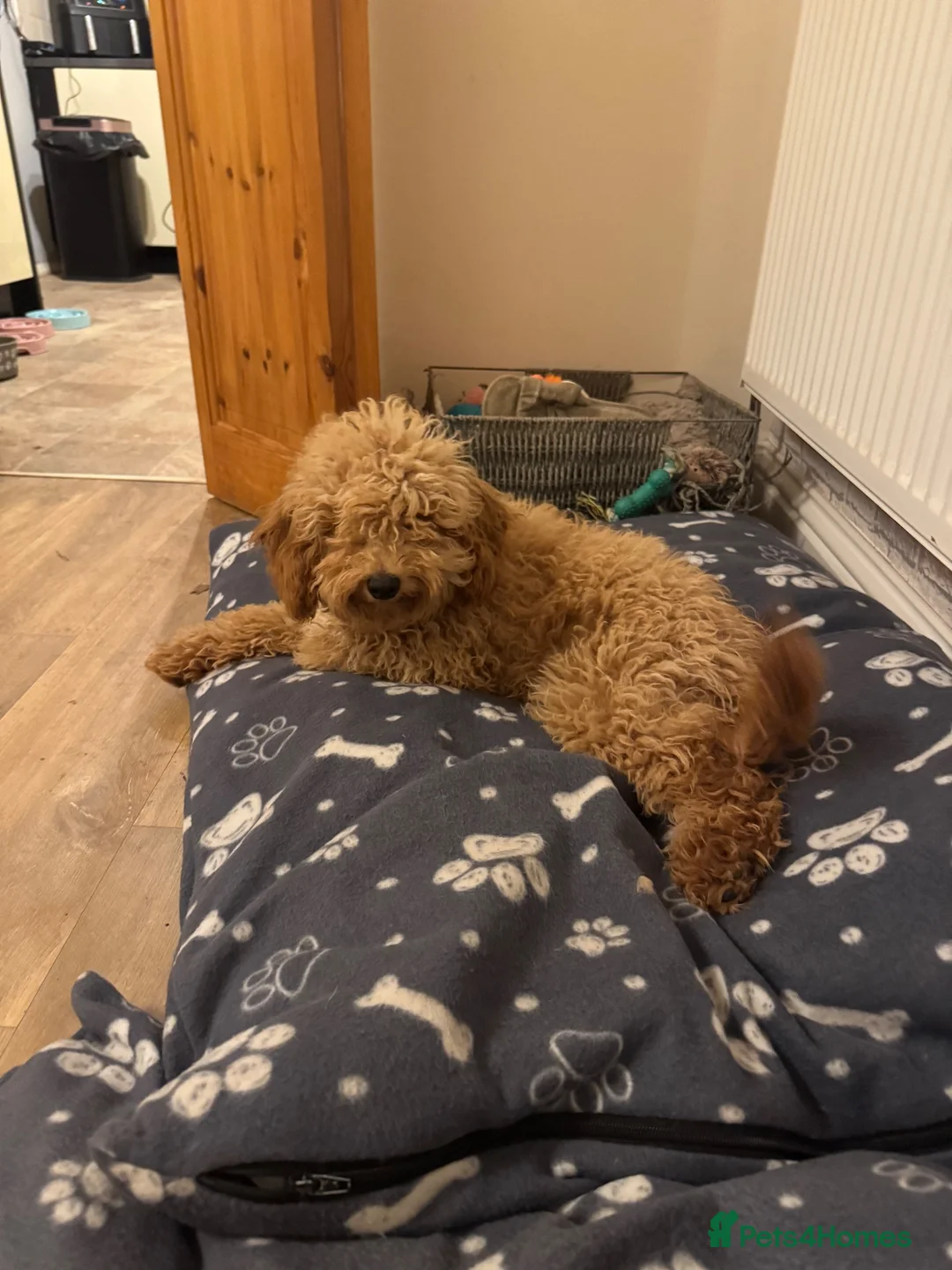 Miniature Poodle dogs for sale: 10 month old Golden Poodles in Hull - Advert 2