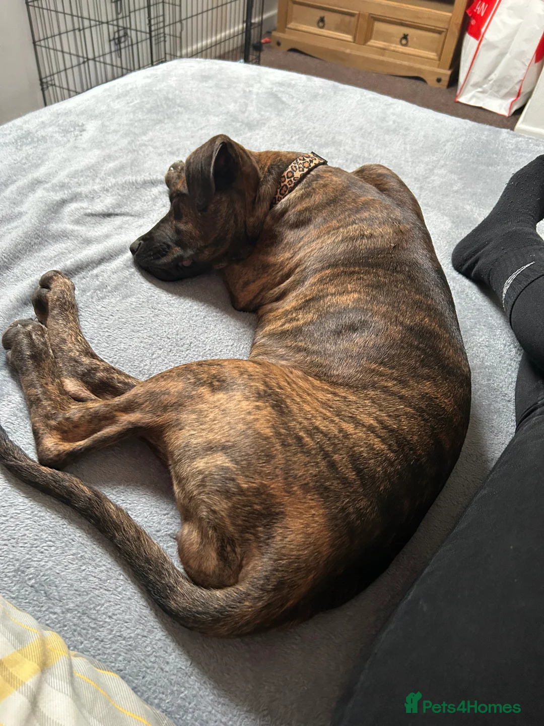 Mixed Breed dogs for sale: Doberman x Cane Corso 4 months puppy - Advert 5