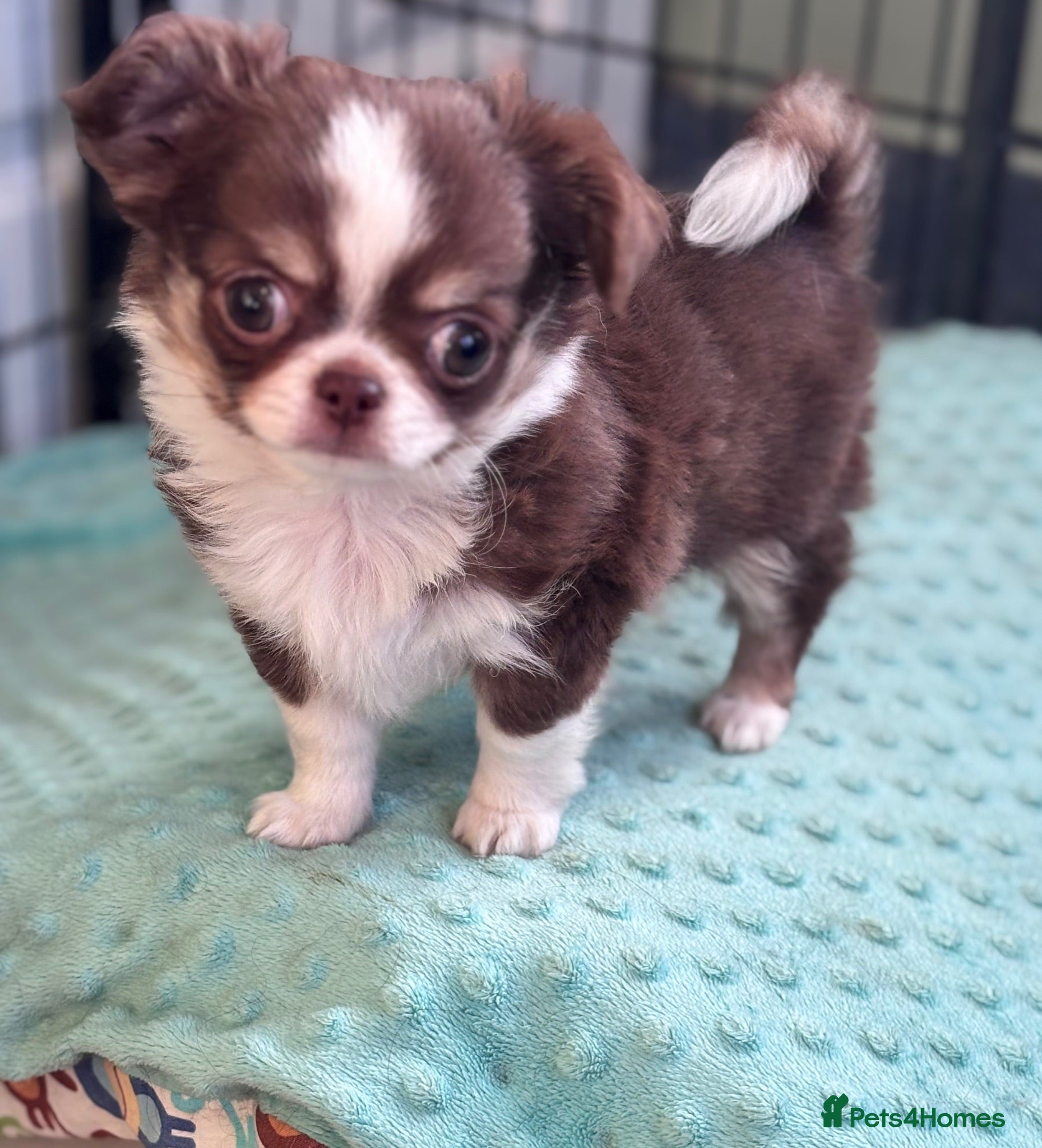 Chihuahua dogs Amazing tiny long coat girl puppy  - Advert 10