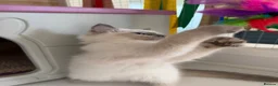 Ragdoll cats for sale: Beautiful TICA Registered Ragdoll Kittens 🩵 - Advert 2
