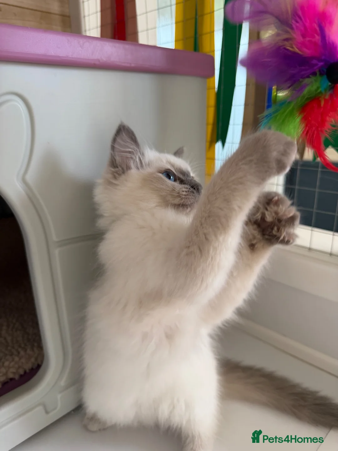 Ragdoll cats for sale: Beautiful TICA Registered Ragdoll Kittens 🩵 - Advert 2