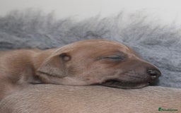 Italian Greyhound dogs for sale: Italian Greyhounds 5 Star Licensed Breeder - Image 11
