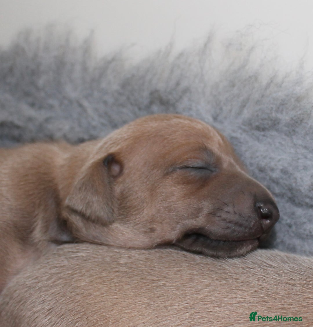 Italian Greyhound dogs for sale: Italian Greyhounds 5 Star Licensed Breeder - Image 11